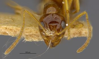 Media type: image;   Entomology 21679 Aspect: head frontal view